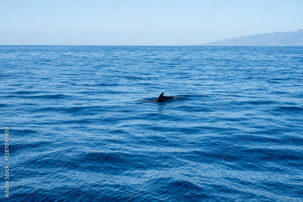 Fototapeta premium Watching flock of dolfins and whales from touristic boat, south of Tenerife island, Canary, Spain, wildlife seascape