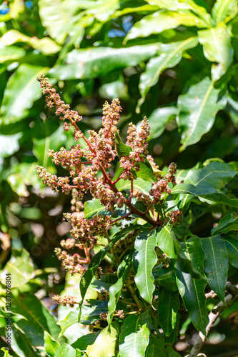 Seasonal blossom of tropical mango tree growing in orchard on Gran Canaria island, Spain, cultivation of mango fruits on plantation.