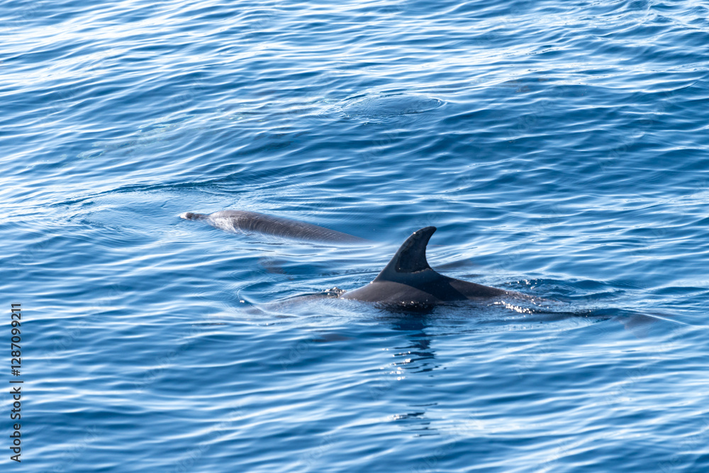 Obraz premium Watching flock of dolfins and whales from touristic boat, south of Tenerife island, Canary, Spain, wildlife seascape