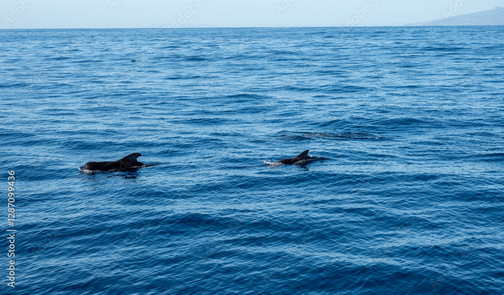 Obraz premium Watching flock of dolfins and whales from touristic boat, south of Tenerife island, Canary, Spain, wildlife seascape