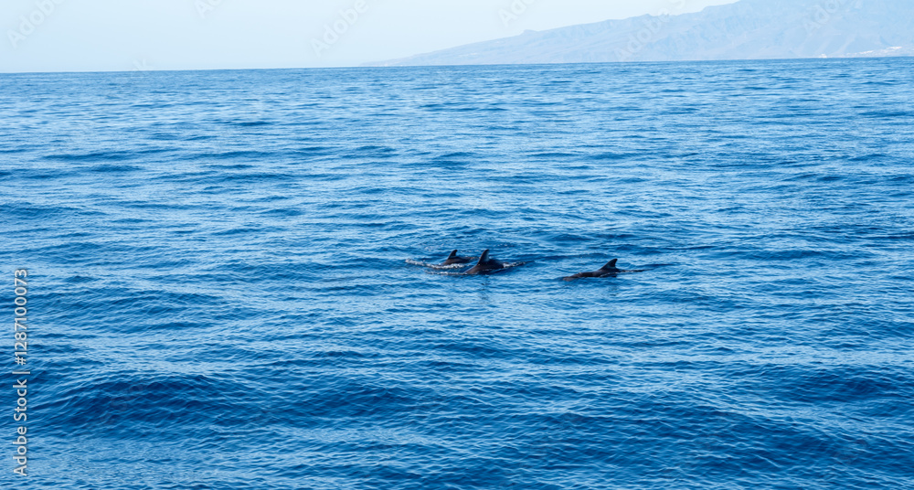 Fototapeta premium Watching flock of dolfins and whales from touristic boat, south of Tenerife island, Canary, Spain, wildlife seascape