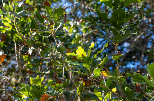 Hard green Australian macadamia nuts hanging on branches on big tree on plantation photo