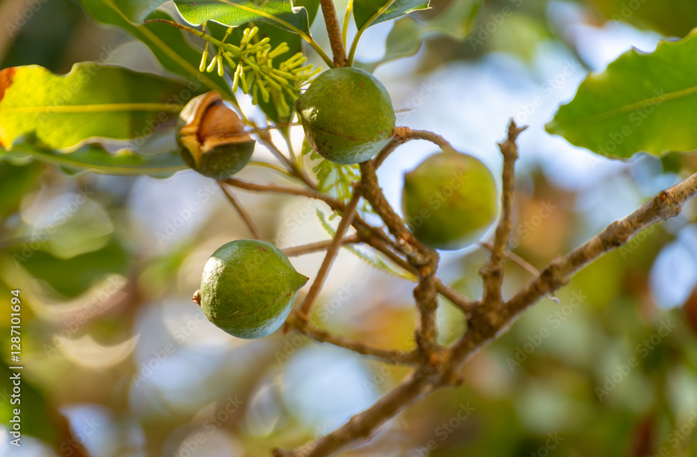 Hard green Australian macadamia nuts hanging on branches on big tree on plantation Hard green Australian macadamia nuts hanging on branches on big tree on plantation