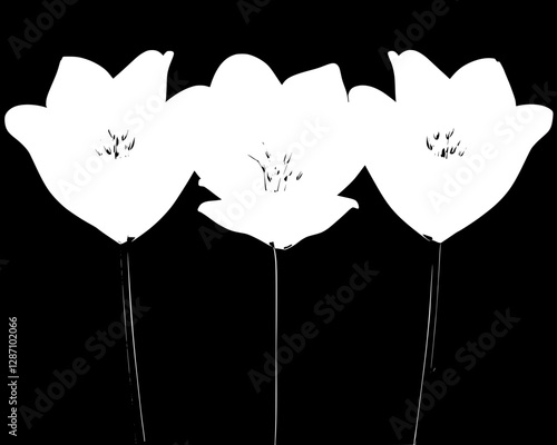 Three Exquisite White Tulips