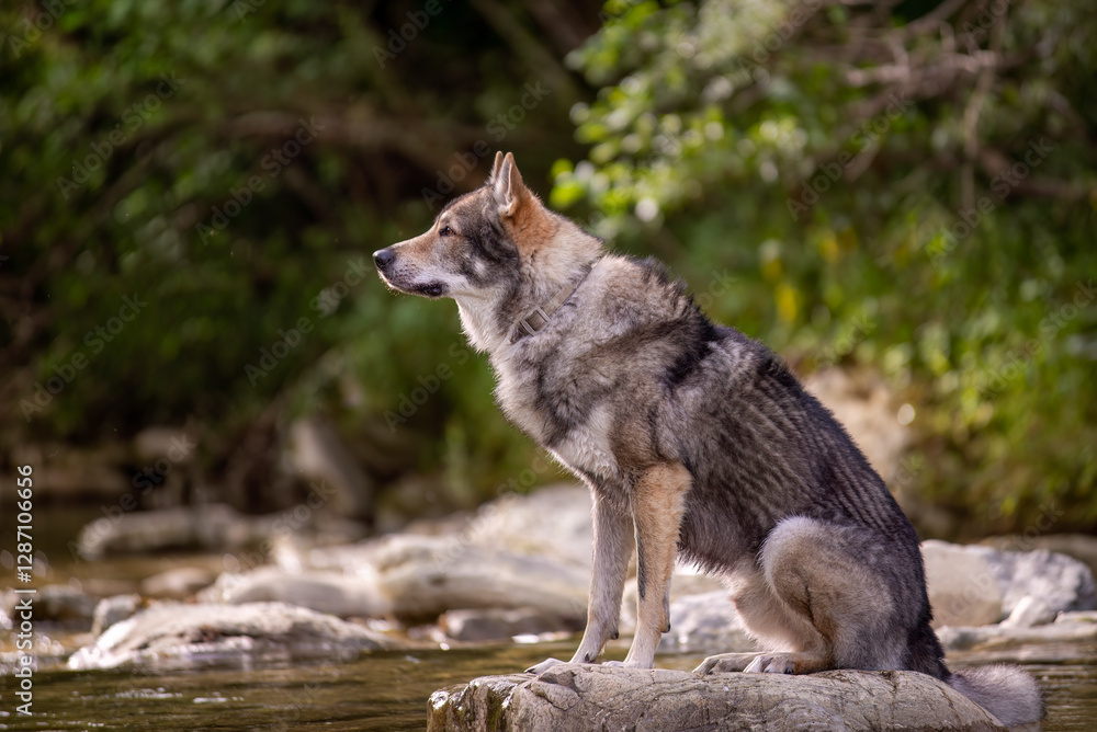 Fototapeta premium Czechoslovakian wolfdog in profile sitting on a stone along a river