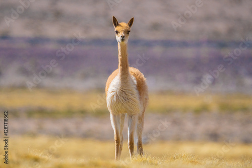 Vicuña