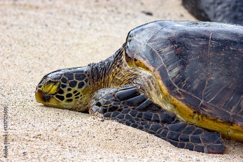 Turtle sleeping on beach close up High quality 