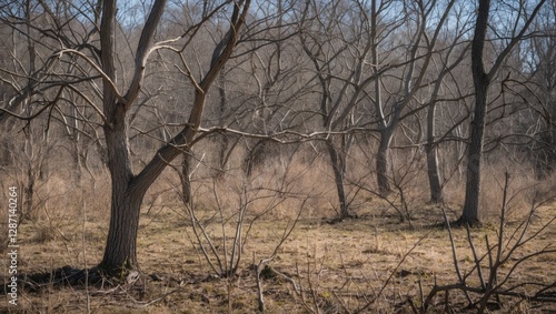 Wallpaper Mural Bare Tree Branches in a Meadow Under Clear Blue Sky During Early Spring Season Torontodigital.ca