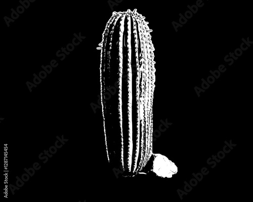 Monochrome Cactus: A Desert Plant