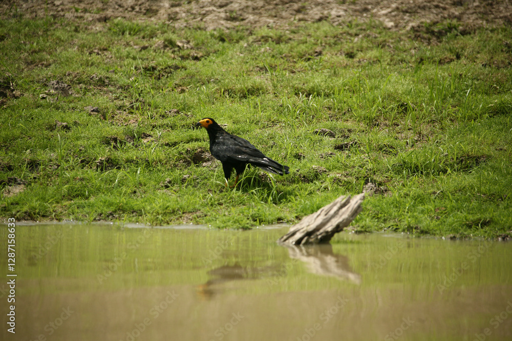 black winged blackbird