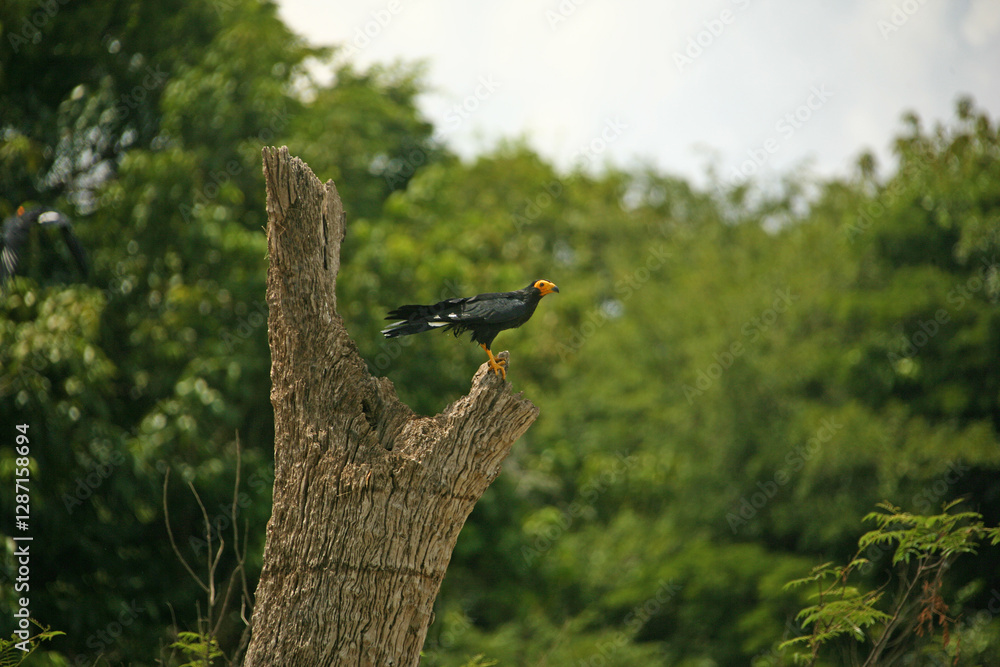 red billed hornbill