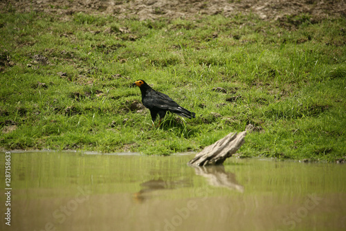 Obraz na płótnie black winged blackbird w salonie