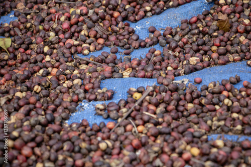 Close up on coffee beans drying