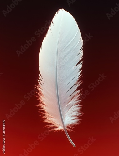 White feather on red gradient background	