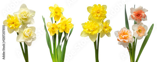 Set of flowers narcissus different in bouquets isolated on white background. Spring time, Women's Day, Wedding, Anniversary, Easter, Holiday