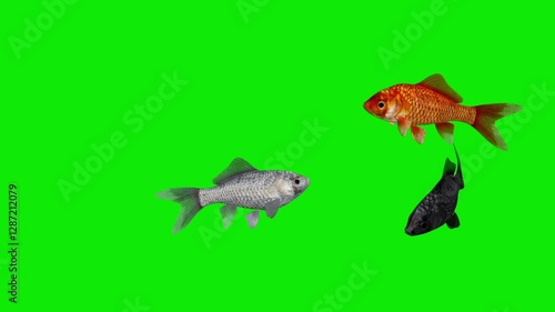 Colorful Goldfishes - Red, Black and White - Swimming Around Loop - Green Screen - Realistic 3D animation isolated on chroma key background