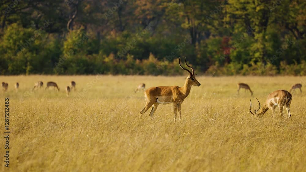 Herd of impala standing together in african safari tall yellow grass bush, sabi sands game reserve, south africa. Herd of impala standing together in african safari tall yellow grass bush, sabi sands game reserve, south africa.