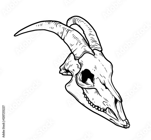 Goat Skull Digital Hand Drawn Line art Sketch Vector illustration in Retro Engraving Style. High Detailed Vintage Vector Illustration. Dramatic and detailed artwork of a black-horned goat skull. 
