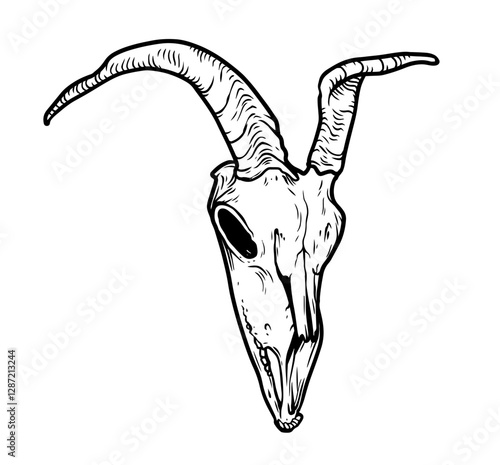Goat Skull Digital Hand Drawn Line art Sketch Vector illustration in Retro Engraving Style. High Detailed Vintage Vector Illustration. Dramatic and detailed artwork of a black-horned goat skull. 