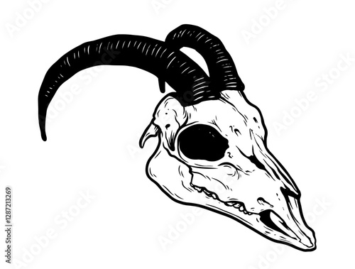Goat Skull Digital Hand Drawn Line art Sketch Vector illustration in Retro Engraving Style. High Detailed Vintage Vector Illustration. Dramatic and detailed artwork of a black-horned goat skull. 