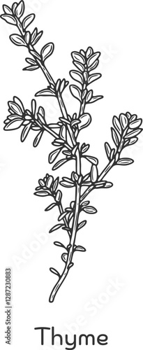 Thyme herb spice leaves stem twig branch stick packaging ingredient cuisine medicine treatment cooking engraving hand drawn illustration black white isolated vintage line art sketch silhouette graphic