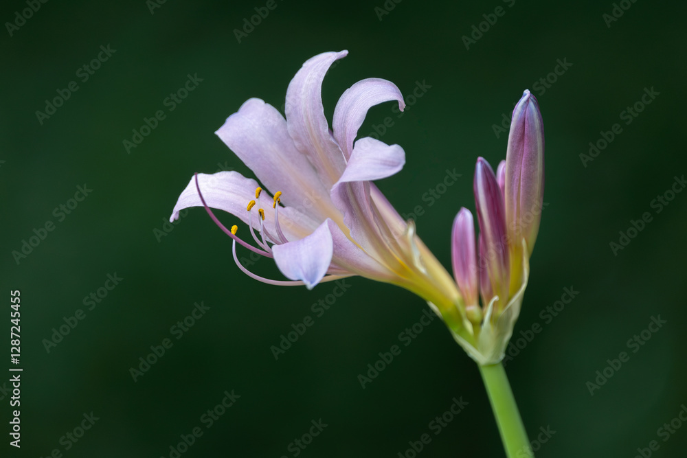 Fototapeta premium resurrection lily, lycoris squamigera