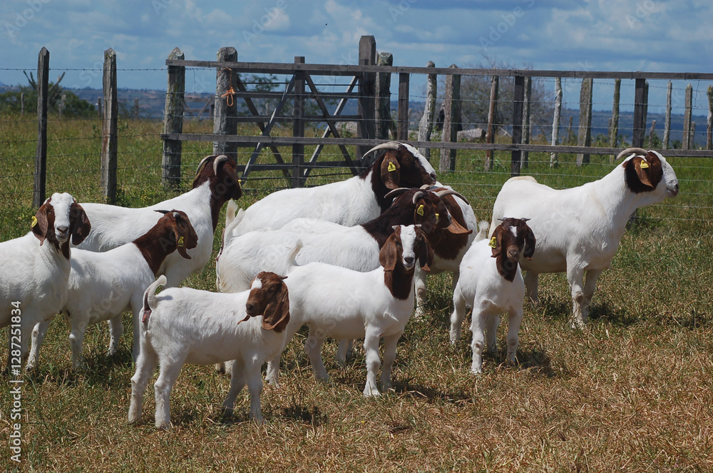 Beautiful female Boer Goats on the farm Beautiful female Boer Goats on the farm