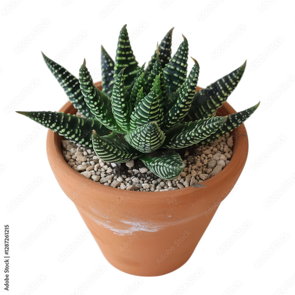 Small cactus in a pot isolated with green leaves and thorns isolated transparent background Small cactus in a pot isolated with green leaves and thorns isolated transparent background