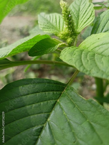 close up of green leaves
