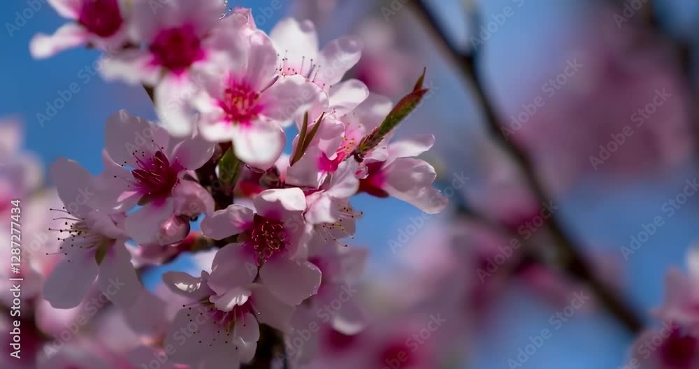 Cherry blossom flowers, soft pink petals against a bright blue sky Cherry blossom flowers, soft pink petals against a bright blue sky