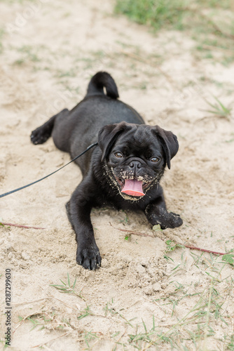A playful black pug covered in sand, panting happily on a sandy surface.