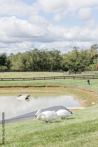 Two white swans grazing near a tranquil pond in a scenic countryside.