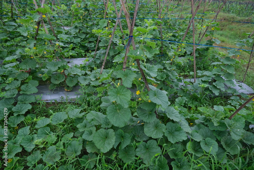 Lush Green Melon Garden with Vines and Leaves in a Natural Setting Lush Green Melon Garden with Vines and Leaves in a Natural Setting