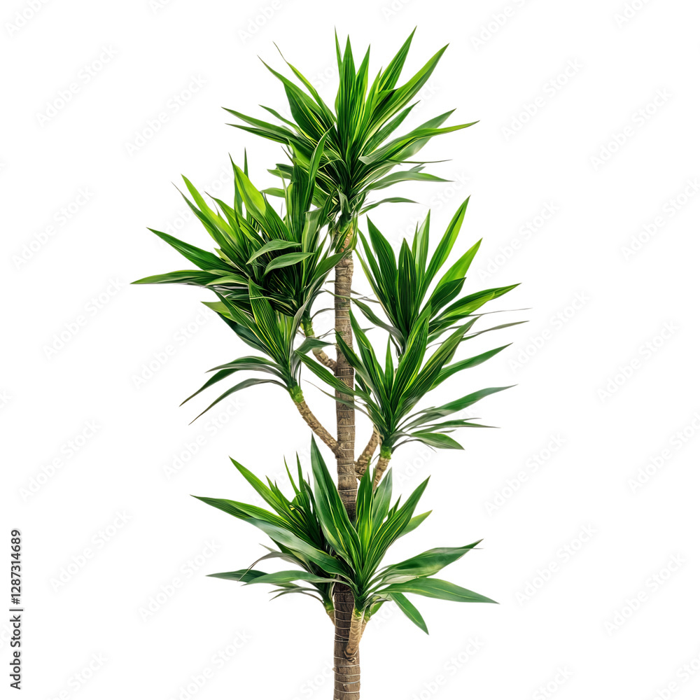 A Tall Slender Potted Yucca Plant with Sharp Spiky Leaves Isolated on Transparent Background A Tall Slender Potted Yucca Plant with Sharp Spiky Leaves Isolated on Transparent Background