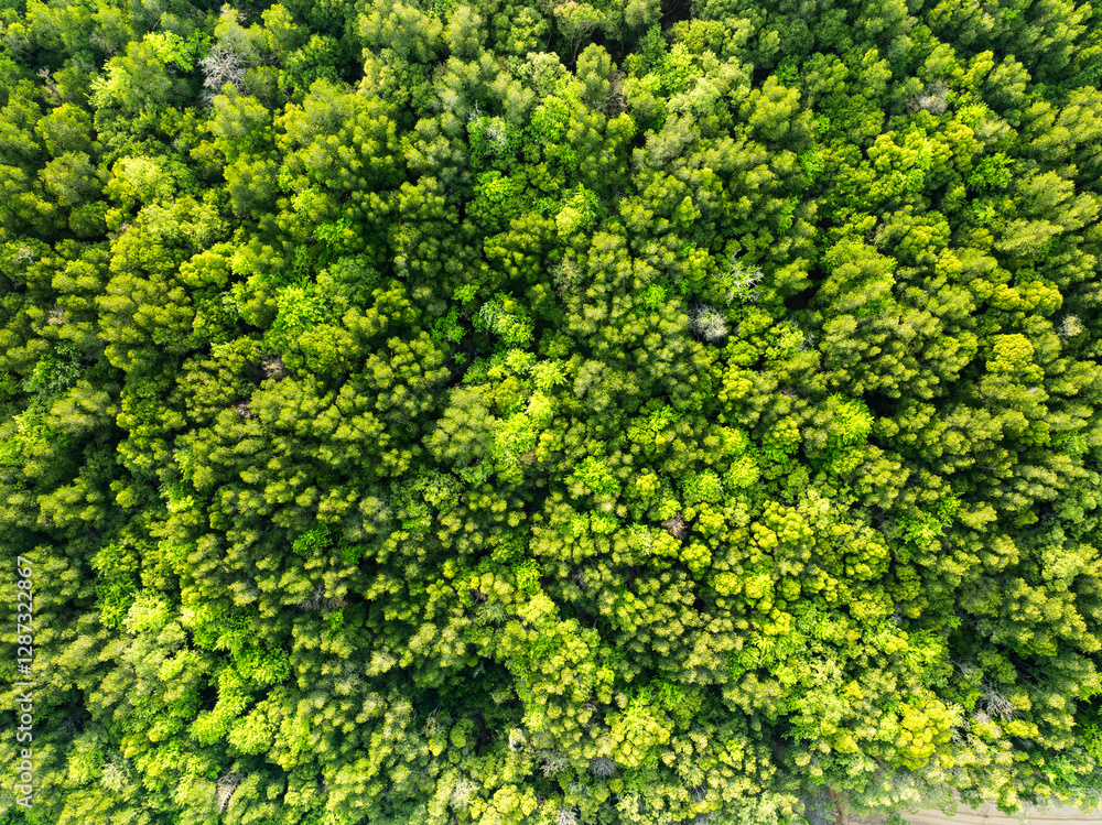 Top view Forest lake landscape,Rainforest ecosystem and healthy environment concept and nature background,Texture of green trees forest view from above, Aerial view Green mangrove trees background Top view Forest lake landscape,Rainforest ecosystem and healthy environment concept and nature background,Texture of green trees forest view from above, Aerial view Green mangrove trees background