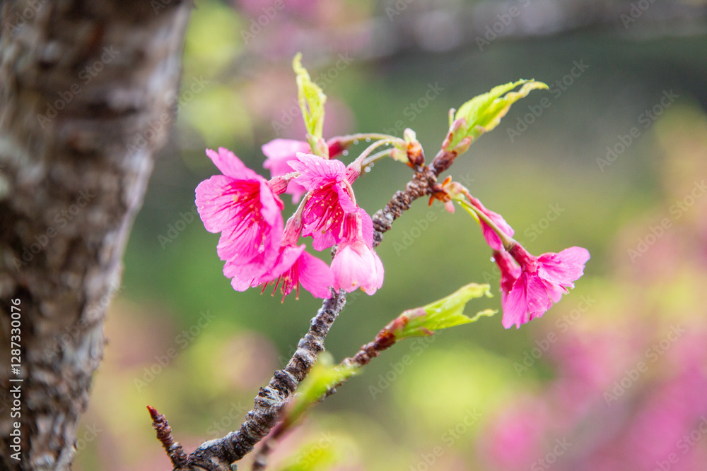 葉桜、寒緋桜、春、奄美大島 葉桜、寒緋桜、春、奄美大島