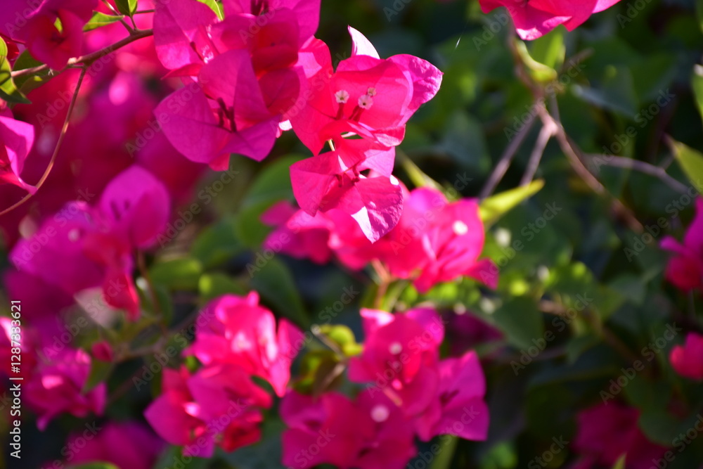 Obraz premium Vibrant pink bougainvillea flowers blooming in the summer sun, blooms, floral, Pink Bougainvillea flowers background, Pink Cyclamen Tulips Lilies Hydrangeas 