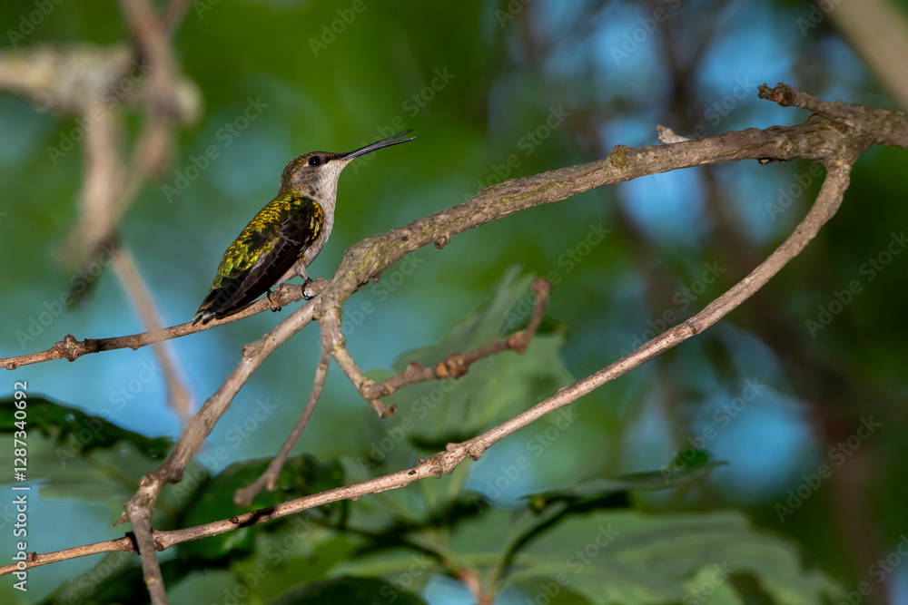 Fototapeta premium A female Ruby-throated Hummingbird perched on a branch in the forest in Wisconsin