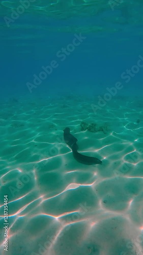 Wallpaper Mural Vertical footage, Giant moray eel, Gymnothorax javanicus swims at full body length along the sandy seabed with coral rubble, in bright sunshine at noon, with sun glare, Back view Torontodigital.ca