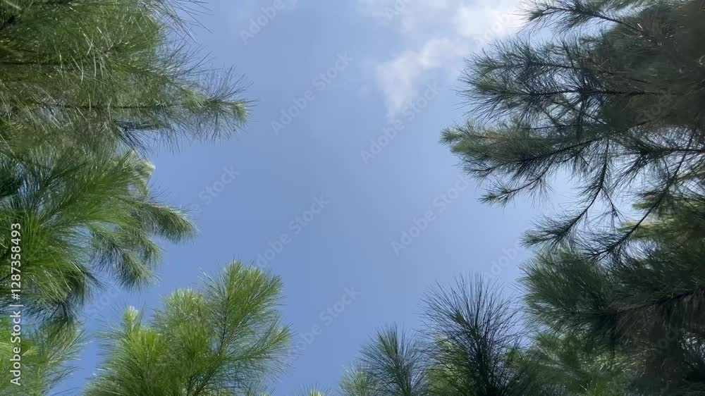 Pine Needles and Blue Sky: Natural Pine Tree Canopy with Sunlight