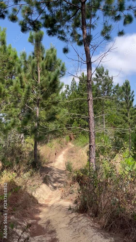 Natural Path Through Pine Trees: Serene Nature Setting with Sunlight and Trail