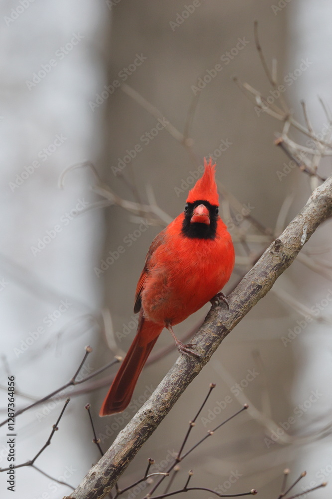 Vibrant red bird male northern cardinal perched in a tree on a wintery day, against a blurry background. Vibrant red bird male northern cardinal perched in a tree on a wintery day, against a blurry background.