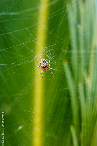 araña en su telaraña