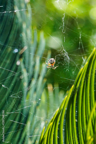 araña en su telaraña