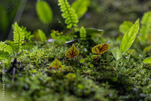 green moss on the ground