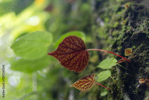 Begoniaceae