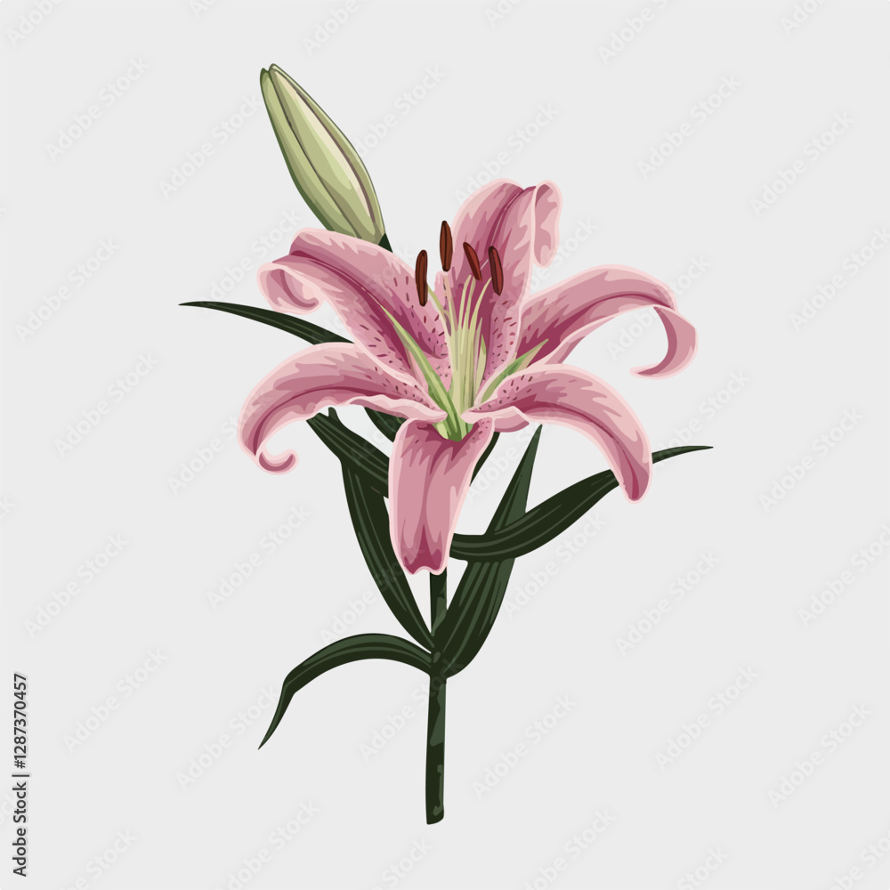 Naklejka premium A Flat-Style lily flower on a Plain White Background