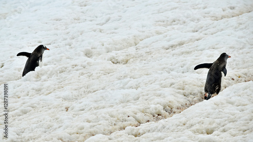 Two Gentoo penguins trudge up parallel trails in the snow toward their nesting grounds.