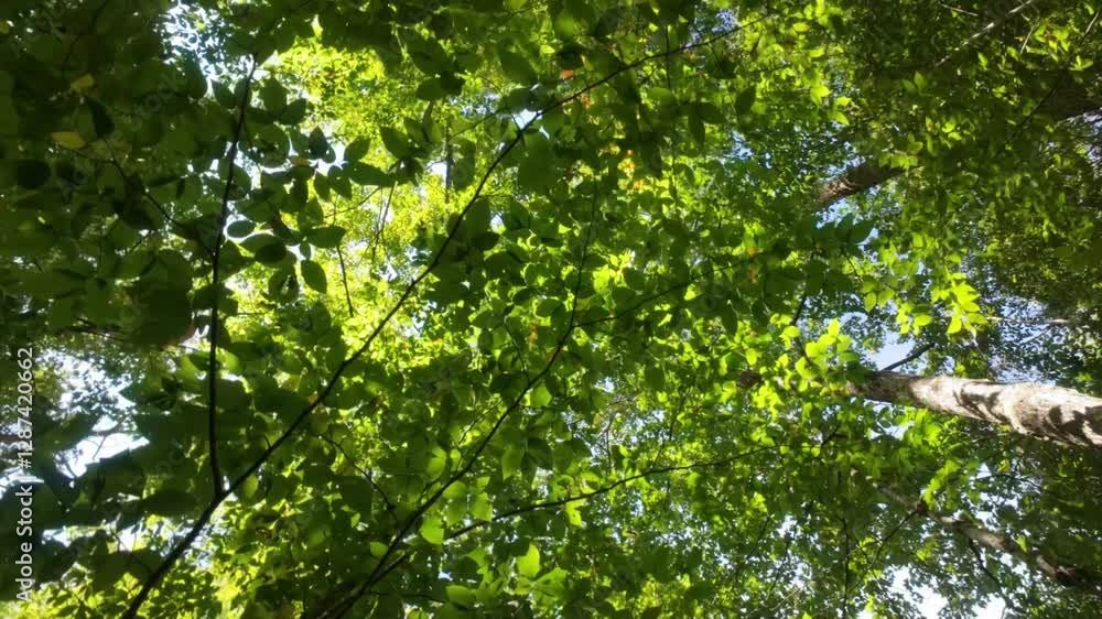 Mount Sutton, Quebec, a peaceful walk among majestic trees and nature Mount Sutton, Quebec, a peaceful walk among majestic trees and nature