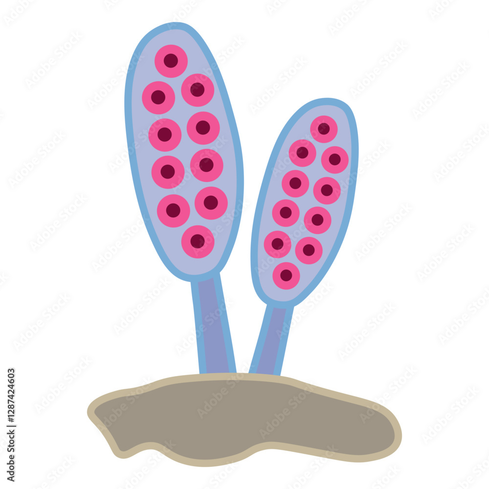 Ascospores Ascospores